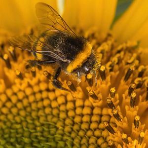 Preview wallpaper bumblebee, pollen, sunflower, flower, macro, yellow