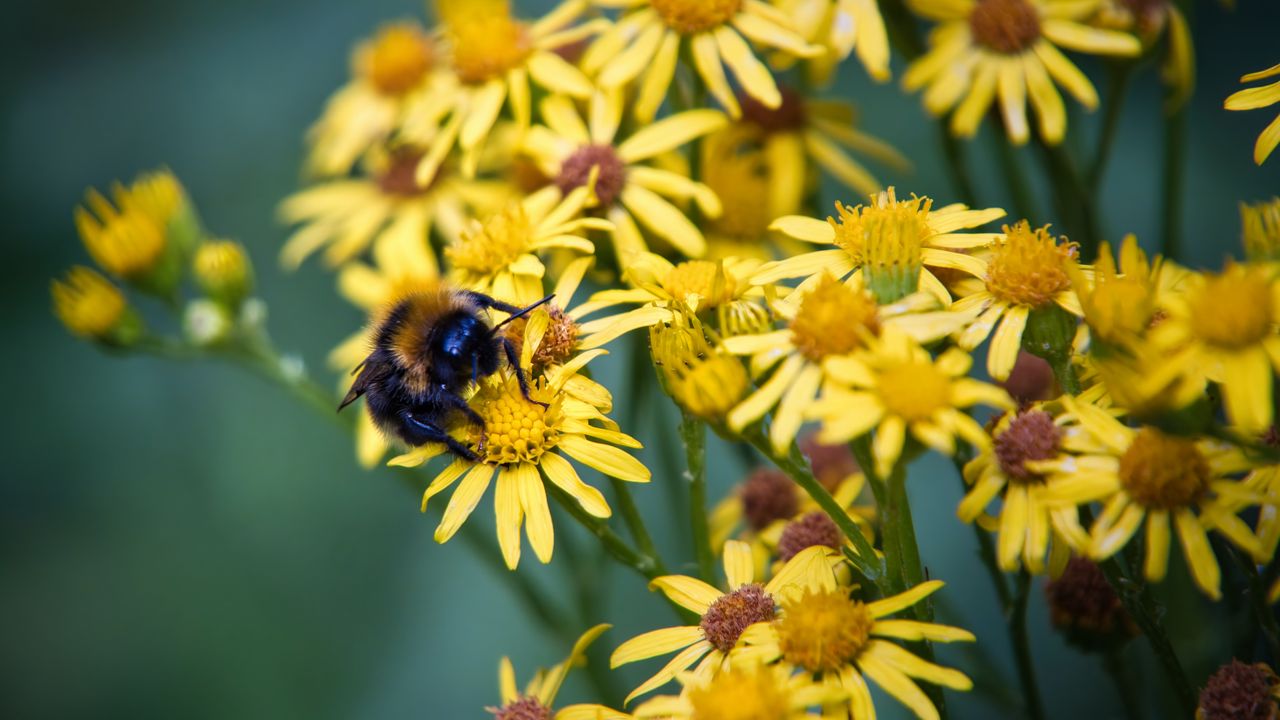Wallpaper bumblebee, ragwort, flowers, petals, yellow, macro