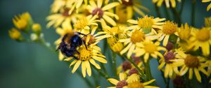Preview wallpaper bumblebee, ragwort, flowers, petals, yellow, macro
