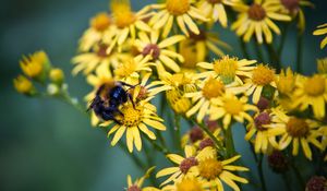 Preview wallpaper bumblebee, ragwort, flowers, petals, yellow, macro