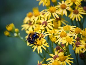 Preview wallpaper bumblebee, ragwort, flowers, petals, yellow, macro