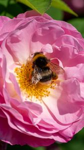 Preview wallpaper bumblebee, rose, flower, macro, pink