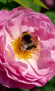 Preview wallpaper bumblebee, rose, flower, macro, pink