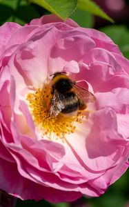 Preview wallpaper bumblebee, rose, flower, macro, pink