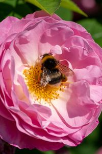 Preview wallpaper bumblebee, rose, flower, macro, pink