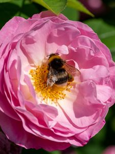 Preview wallpaper bumblebee, rose, flower, macro, pink