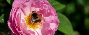 Preview wallpaper bumblebee, rose, flower, macro, pink