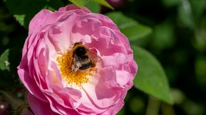 Preview wallpaper bumblebee, rose, flower, macro, pink