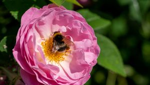 Preview wallpaper bumblebee, rose, flower, macro, pink