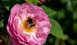 Preview wallpaper bumblebee, rose, flower, macro, pink