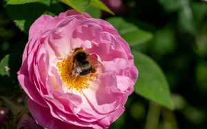 Preview wallpaper bumblebee, rose, flower, macro, pink