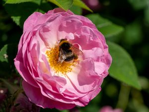 Preview wallpaper bumblebee, rose, flower, macro, pink