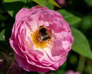 Preview wallpaper bumblebee, rose, flower, macro, pink