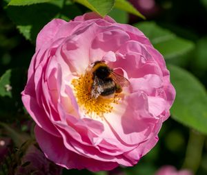 Preview wallpaper bumblebee, rose, flower, macro, pink