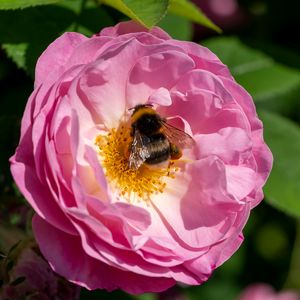 Preview wallpaper bumblebee, rose, flower, macro, pink