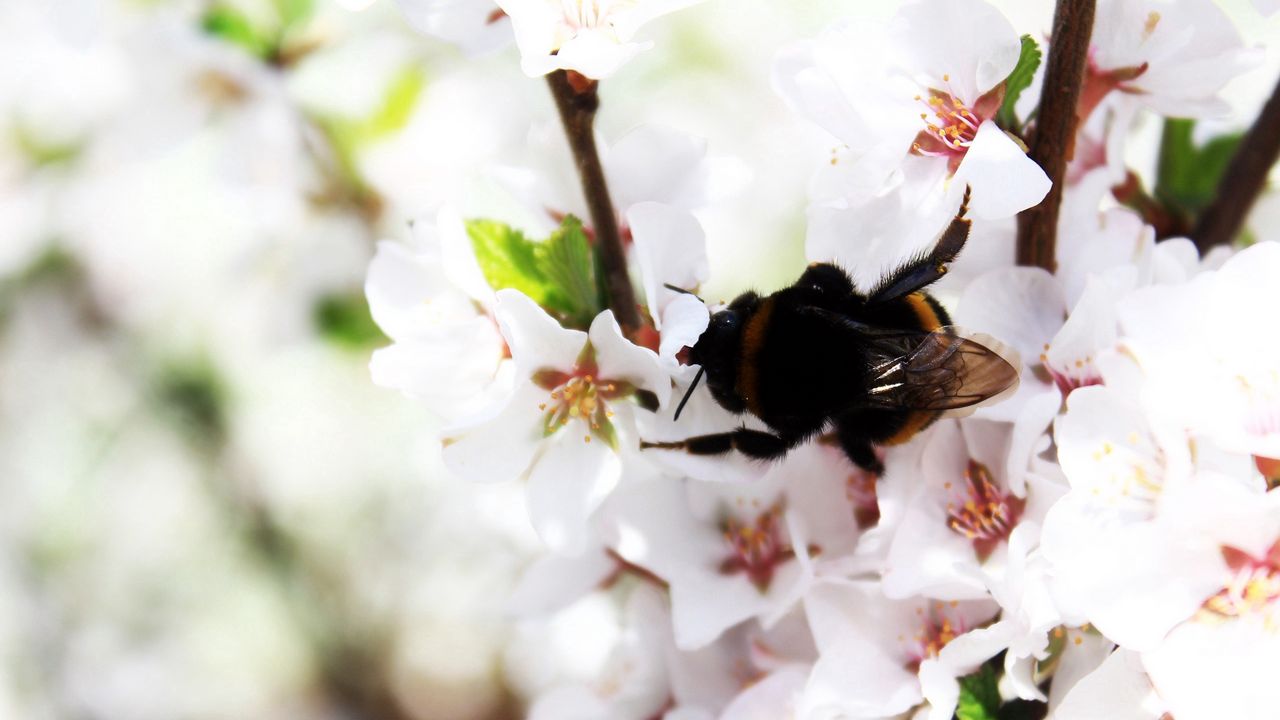 Wallpaper bumblebee, spring, bloom, branch