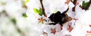 Preview wallpaper bumblebee, spring, bloom, branch