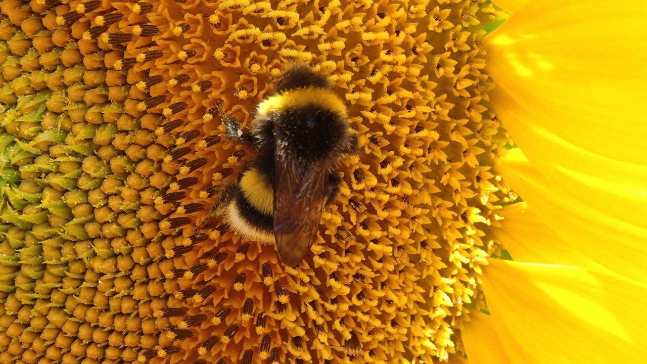 Wallpaper bumblebee, sunflower, flower, macro, yellow