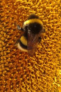 Preview wallpaper bumblebee, sunflower, flower, macro, yellow