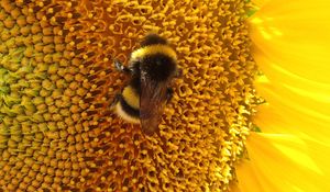 Preview wallpaper bumblebee, sunflower, flower, macro, yellow