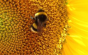 Preview wallpaper bumblebee, sunflower, flower, macro, yellow