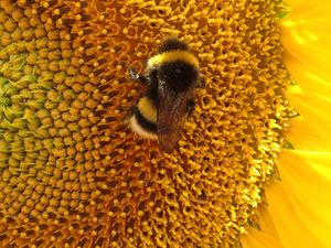 Preview wallpaper bumblebee, sunflower, flower, macro, yellow