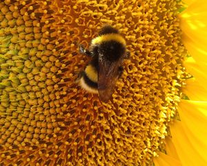 Preview wallpaper bumblebee, sunflower, flower, macro, yellow