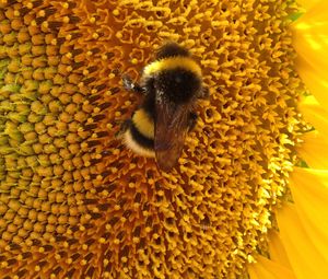 Preview wallpaper bumblebee, sunflower, flower, macro, yellow