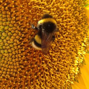 Preview wallpaper bumblebee, sunflower, flower, macro, yellow