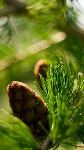 Preview wallpaper bump, bokeh, eating, macro, branch, nature