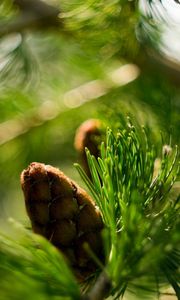 Preview wallpaper bump, bokeh, eating, macro, branch, nature