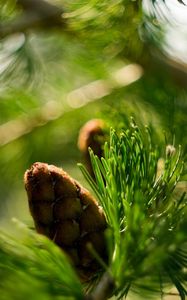 Preview wallpaper bump, bokeh, eating, macro, branch, nature