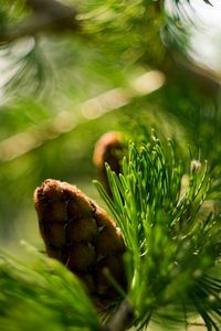 Preview wallpaper bump, bokeh, eating, macro, branch, nature