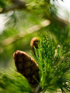 Preview wallpaper bump, bokeh, eating, macro, branch, nature