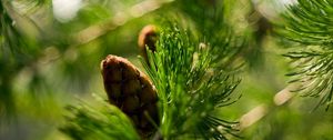 Preview wallpaper bump, bokeh, eating, macro, branch, nature