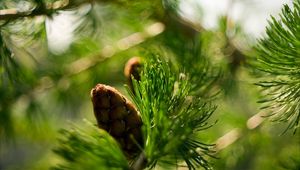 Preview wallpaper bump, bokeh, eating, macro, branch, nature