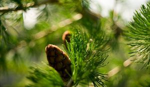 Preview wallpaper bump, bokeh, eating, macro, branch, nature