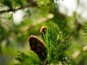 Preview wallpaper bump, bokeh, eating, macro, branch, nature