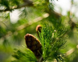 Preview wallpaper bump, bokeh, eating, macro, branch, nature