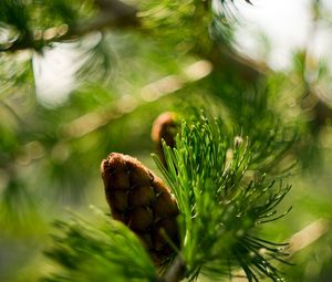 Preview wallpaper bump, bokeh, eating, macro, branch, nature