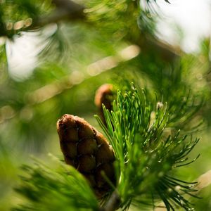 Preview wallpaper bump, bokeh, eating, macro, branch, nature