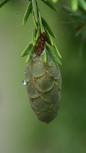 Preview wallpaper bump, needles, drop, macro, green