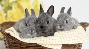 Preview wallpaper bunnies, baskets, sit