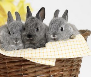 Preview wallpaper bunnies, baskets, sit