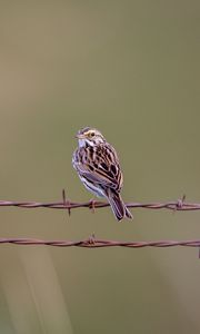 Preview wallpaper bunting, bird, wire, blur