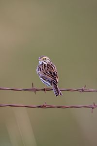 Preview wallpaper bunting, bird, wire, blur