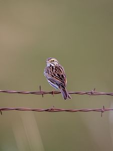 Preview wallpaper bunting, bird, wire, blur