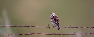 Preview wallpaper bunting, bird, wire, blur