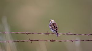 Preview wallpaper bunting, bird, wire, blur