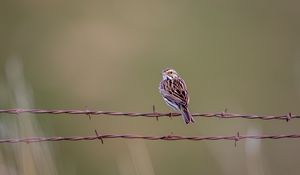 Preview wallpaper bunting, bird, wire, blur